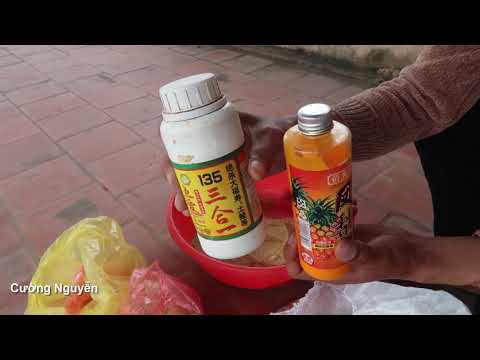 Video Mồi Câu Cá Chép,Trôi Kết Hợp Từ Tinh Mùi Và Cám - youtube