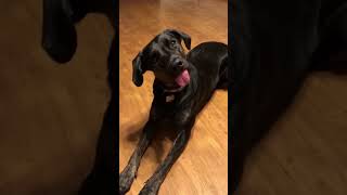 Dog beats Guinness World Record for longest tongue | Humankind #Shorts