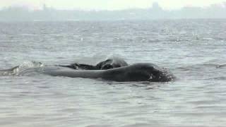 Manatee's Mating