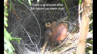 Gruesome Cuckoo