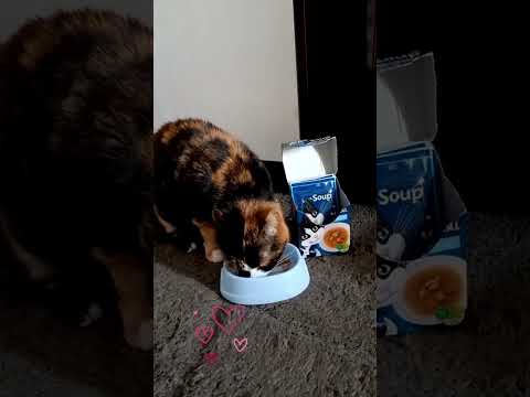 Очарование 🤗 Милая Кошка 🐱 - YouTube