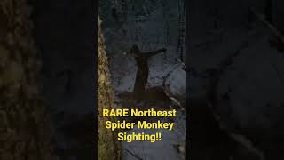 SUPER RARE Northeast Spider Monkey Sighting!!  #nature #animals #endangered