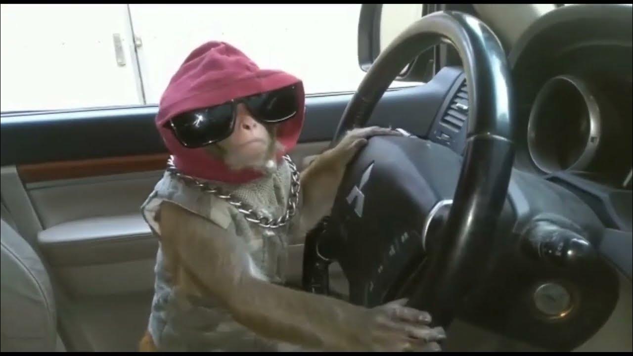 Охота на крыс)))) - YouTube