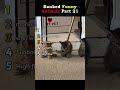 Funny Animals Ranked Part 21