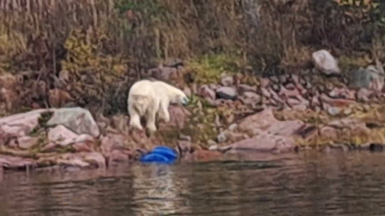 Isbjörnar Polar bears Orsa rovdjurspark / Predator park October 16 2022.