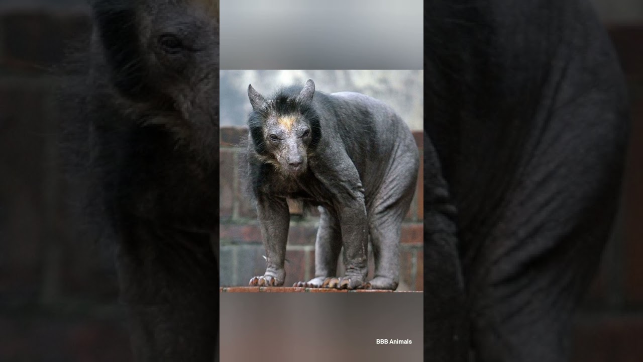 THIS IS WHAT A SHAVED BEAR LOOKS LIKE 
