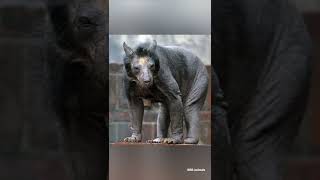 THIS IS WHAT A SHAVED BEAR LOOKS LIKE #shorts #bear