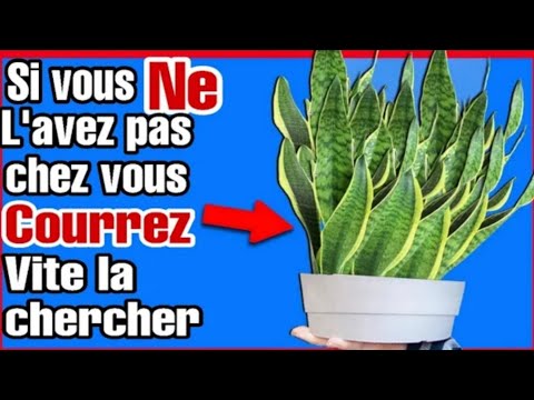 👉 cette plante magique🌿Une Seule Feuille de cette Plante et vous regretterez de ne l&rsquo;avoir