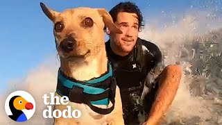 This Dog Has Demanded To Surf Since He Was A Baby | The Dodo