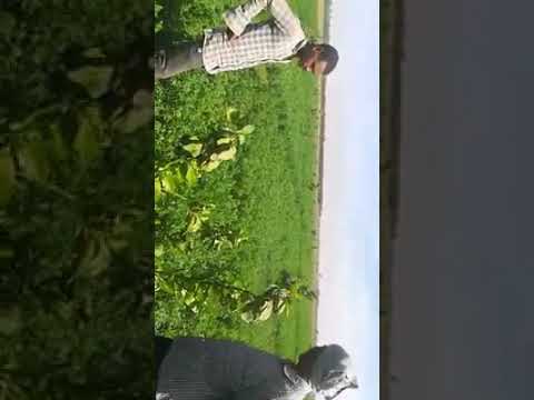 شاهد نجاح زراعة صنف البرتقال فالنسيا اولندا بالعالياب السودان
