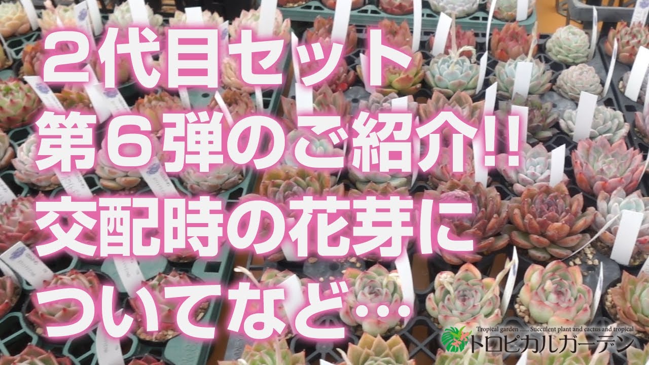 2024.02.20【Succulents】Introducing the 6th set of the 2nd