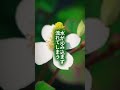 どくだみ＝日陰の草、ではない。日向に出る理由は「光」じゃなくて、土の中の通気・水・循環の問題。見てほしいのは、地面の下です。