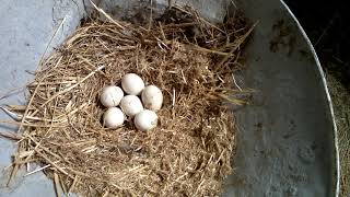 The 6 eggs hatching by the turkey. After 7 days we expect the results. Turkey Egg Hatching The Daily Egg 316