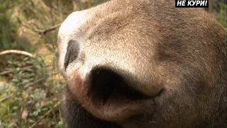 Driven hunting in the Tver region. Driven hunting on wild ungulates