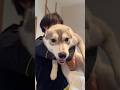 抱っこを嫌がる赤ちゃんハスキー #シベリアンハスキー #ハスキー #ハスキー犬