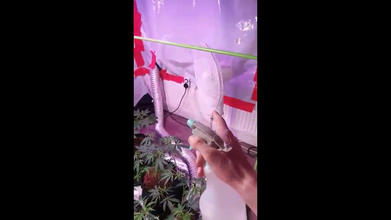 Stardawg & Power Plant -UK Indoor TS, Phlizon