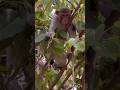 funny monkey 😂 #shortvideo #monkeyvideo #ytshorts #shortsfeed #viralshort #funnymonkey #funnyvideo