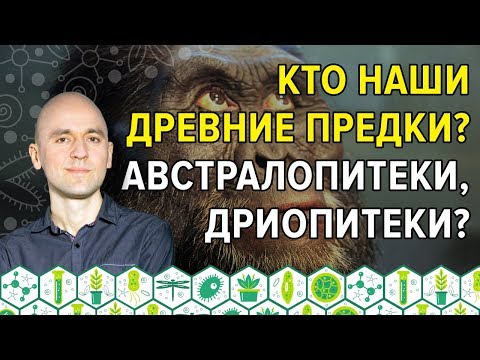 18. Кто наши древние предки? Австралопитеки, дриопитеки?