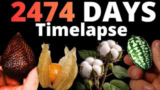 I filmed 2474 DAYS of Exotic Plants – Here's What Happened