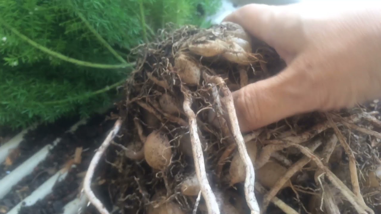 ASPARGO PLUMA - REPLANTE COM DIVISÃO DE TOUCEIRA