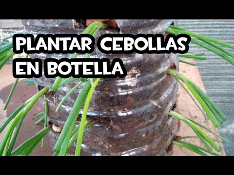 Video: ¿Cómo cultivar cebollas en una botella de plástico?