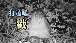 打瞌睡中的大冠鷲媽媽  昏昏沉沉  突然 嘴巴 戳下去 寶寶都醒來了  (爆笑)  2026年大冠鷲巢直播 大冠鷲育雛直播 猛禽親子 #nestcam #eagle #wildlifelive