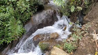 Secluded Forest Streamside with Delicate Bird Calls – Natural Soundscape for Sleep & Relaxation