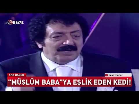 Müslüm Baba'ya eşlik eden kedi