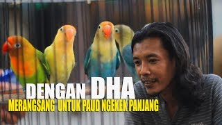 SULAP LOVEBIRD SAYUR JADI JUARA  !! CARA AMPUH ATASI KEPO LOVEBIRD PAUD