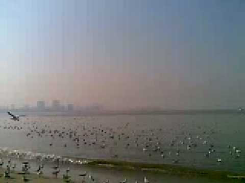 birds - YouTube payyon393