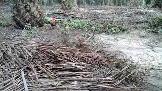 Pikat Ayam Hutan 2392017 Babumutnu