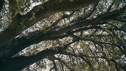 Castelnau : des riverains mobilisés pour sauver un arbre centenaire menacé par un projet immobilier