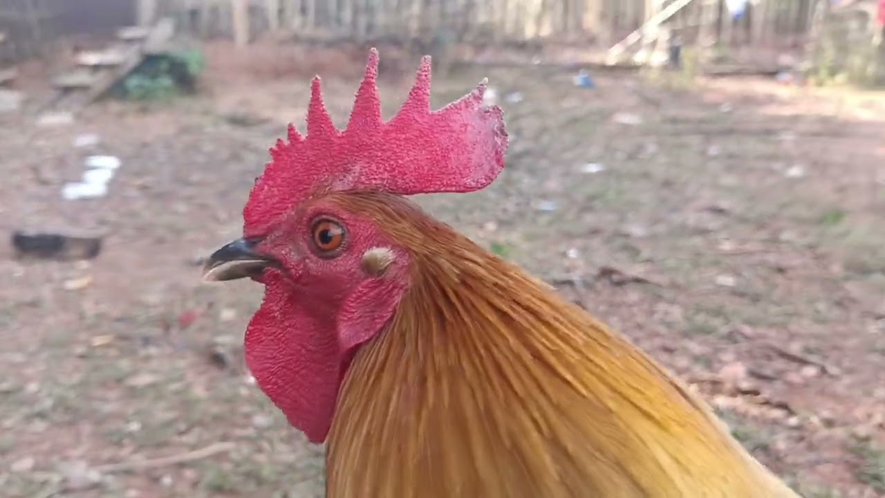 Qaib qua pom 2 nyiam nug tau 29989963