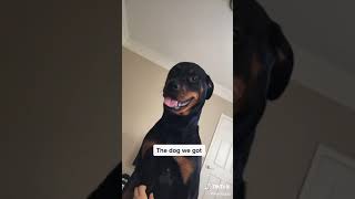 Rottweiler Dog Reality 🤣 | Rottweiler Aggression Vs Cuteness | Funny Rottweiler Videos