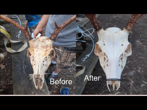 Whitening a deer skull - YouTube