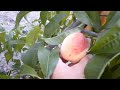 Урожай Персиков