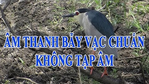 Tiếng Vạc gọi bầy, âm thanh bẫy chuẩn, không tạp âm