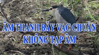 Tiếng Vạc gọi bầy, âm thanh bẫy chuẩn, không tạp âm