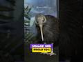 This Tiny Bird Lays the World’s Biggest Egg #KiwiBird #AnimalFacts #NatureShorts
