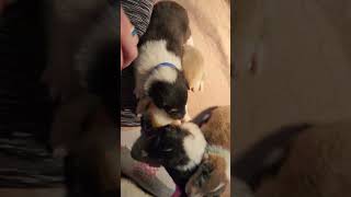 Gracie/Navy pupdate! Collie puppies! by #LibertyCollies 349 views 1 month ago 1 minute, 28 seconds