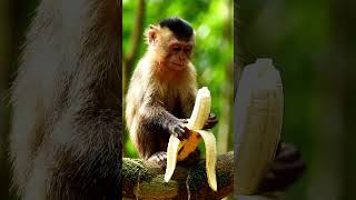 #monkey #monkeychallenge #monkeyquest #monkeys #monkeyvideo #monkeydluffy #monkeyvlog #vkkg #pappu