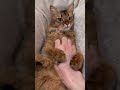 アビシニアンの鳴き声は鈴を転がすような声