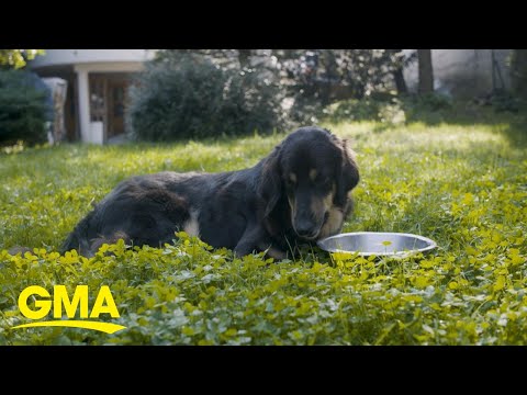 Video: Podjetja za prehrano psov ležijo nam o vitalnem hranilu, ki ga naši psi obupno potrebujejo