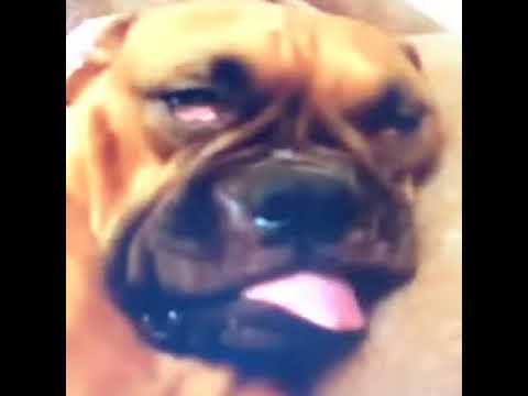 Crazy Dog VINE 7 28 2014
