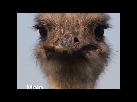 Video: Wissenschaftler Entdecken, Wie Ein Flugunfähiger Vogel Auf Der „unzugänglichen Insel“landete