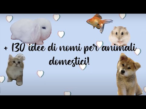 Video: Nomi di coniglio: come scegliere un nome per il tuo coniglio
