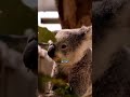Das verrückteste Tier der Welt: Der Fangschreckenkrebs!