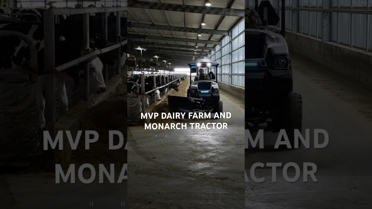 Made a new friend today 🐮 ... #dairycows #electrictractor #shorts