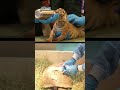 Ahimsa shines through Vantara’s wildlife care #NatureSeva #AnantDadaEra #AnantAmbani