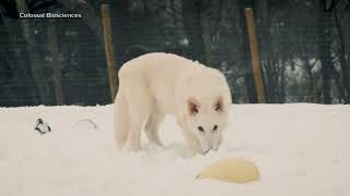 Dire wolf revived through de-extinction process
